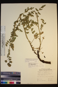 Phacelia ramosissima image